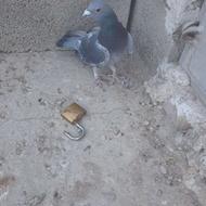 فروشی کبوتر