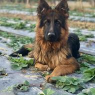 واگذاری ژرمن شپرد سگ گارد و پلیسی