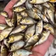 فروش ماهی های دو نیم سه بند