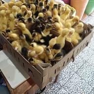 فروش اردک ورامینی