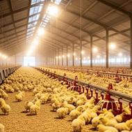 فروش راس درجه یک