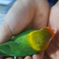 طوطی بدون مشکل