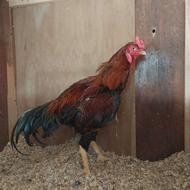 جوجه خروس لاری 10ماهه افغان دونیم دنگ