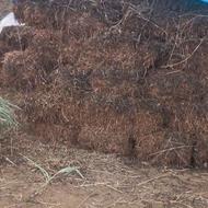 آبش احمد تراکمه