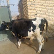 خرید گاو گوساله افتاده سالم