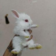 بچه خرگوش برفی گوگولی