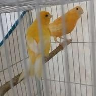 نرماده آماده آماده نر بخون مست