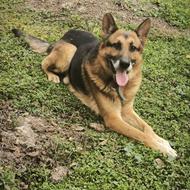 سگ ژرمن نر 4ساله واگزاری