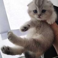 واگذاری گربه اسکاتیش چینچیلا