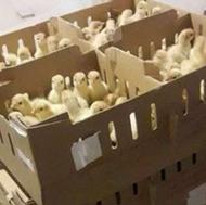 فروش جوجه بوقلمون بیوتی 6