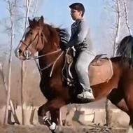 اسب سواری دار