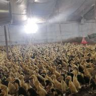 فروش جوجه اردک 20روزه