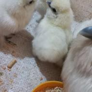 جوجه ابریشمی فول کیفیت