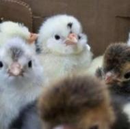 فروش جوجه های کاکلی