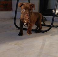 واگذاری توله پیتبول 40 روزه(نسل فیندی کبیر)