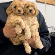 توله توی پودل واگذاری