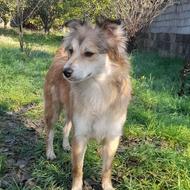 واگذاری سگ پاکوتاه نژاداشپیتز