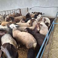 گوسفند ورمار