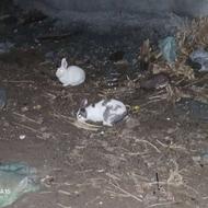 خرگوش خوب سالم نروماده بازیگوش