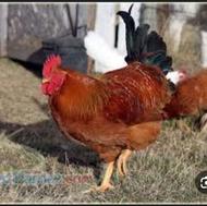 دو مرغ و یک خروس