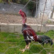 خروس لاری تاج میل