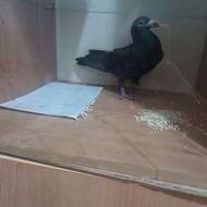 کبوتر سالم است