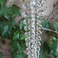 فروش ریسه کریستال