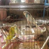 دو جفت مرغ عشق به شرط