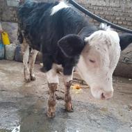 گوساله هلشتاین نر