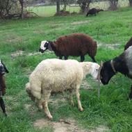 بره های پروار شده