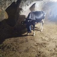 گاو محلی با گوساله