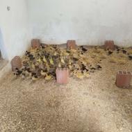 جوجه غاز و جوجه اردک دو هفته ای سالم و سر حال