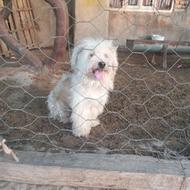 سگ مهربان اسم خوبی هم داره