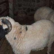 بره نر چاق جهت کشتار