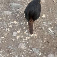 مرغ و خروس لاری