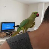 طوطی ملنگو نر اهلی دستی