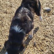 توله سگ گله واگذار