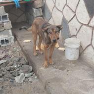 سگ ماده سرابی واگذاری