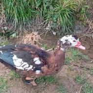 فروش یا معاوضه 6 اردک اسراعیلی نر و ماده