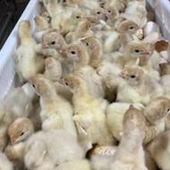 فروش جوجه بوقلمون بیوتی شش یکروزه