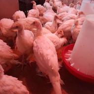 بوقلمون بیوتی . معاوضه