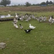 فورش غاز محلی اورکانیک