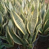 گل و گیاه به صورت کلی و جزئی آماده فروش می باشد.