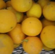 فروش لیمو ترش