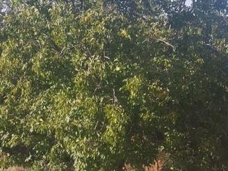 یه قطعه باغ در برجاده آسفالت معاوضه باحیاط هم دارم