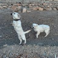 دوتا سگ پانر نرو ماده واگذاری