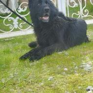 سگ ژرمن بلک دوساله نیم واگذارامل دریای 45شامحله