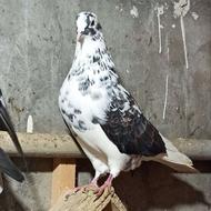 فروش ویژه کبوتر