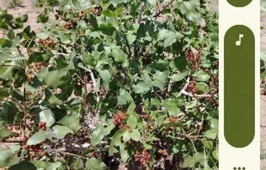 باغ پسته فتح آباد