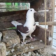 هفت عدد کبوتر پرشی اس